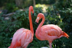 フラミンゴ