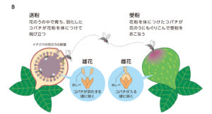 いちじくの受粉の仕組み