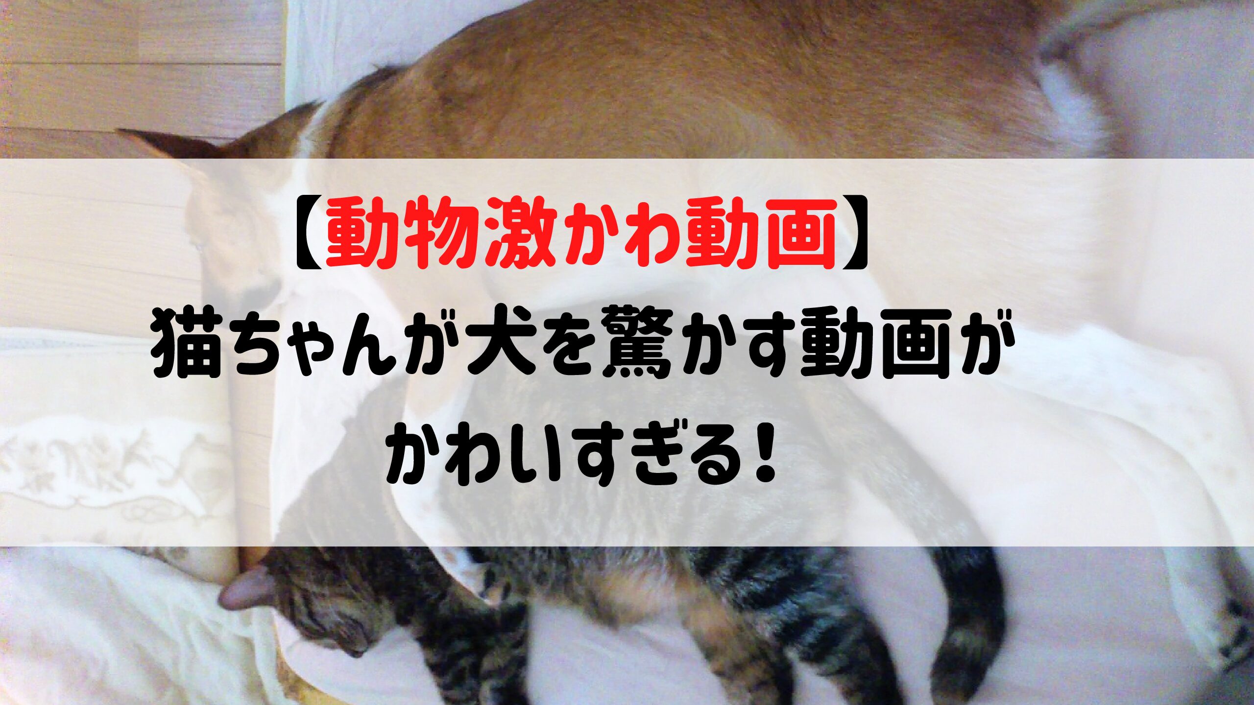 面白 かわいい動物 ぐるため