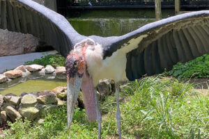 ハゲコウが羽を広げてる姿