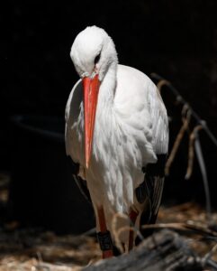 コウノトリ