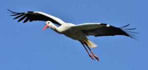 コウノトリが飛んでる姿