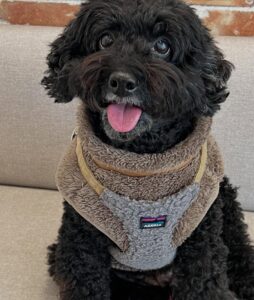 岸本加世子の愛犬・殿