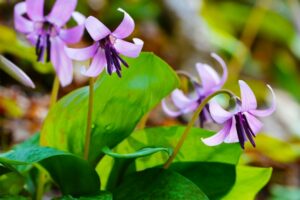 カタクリの花